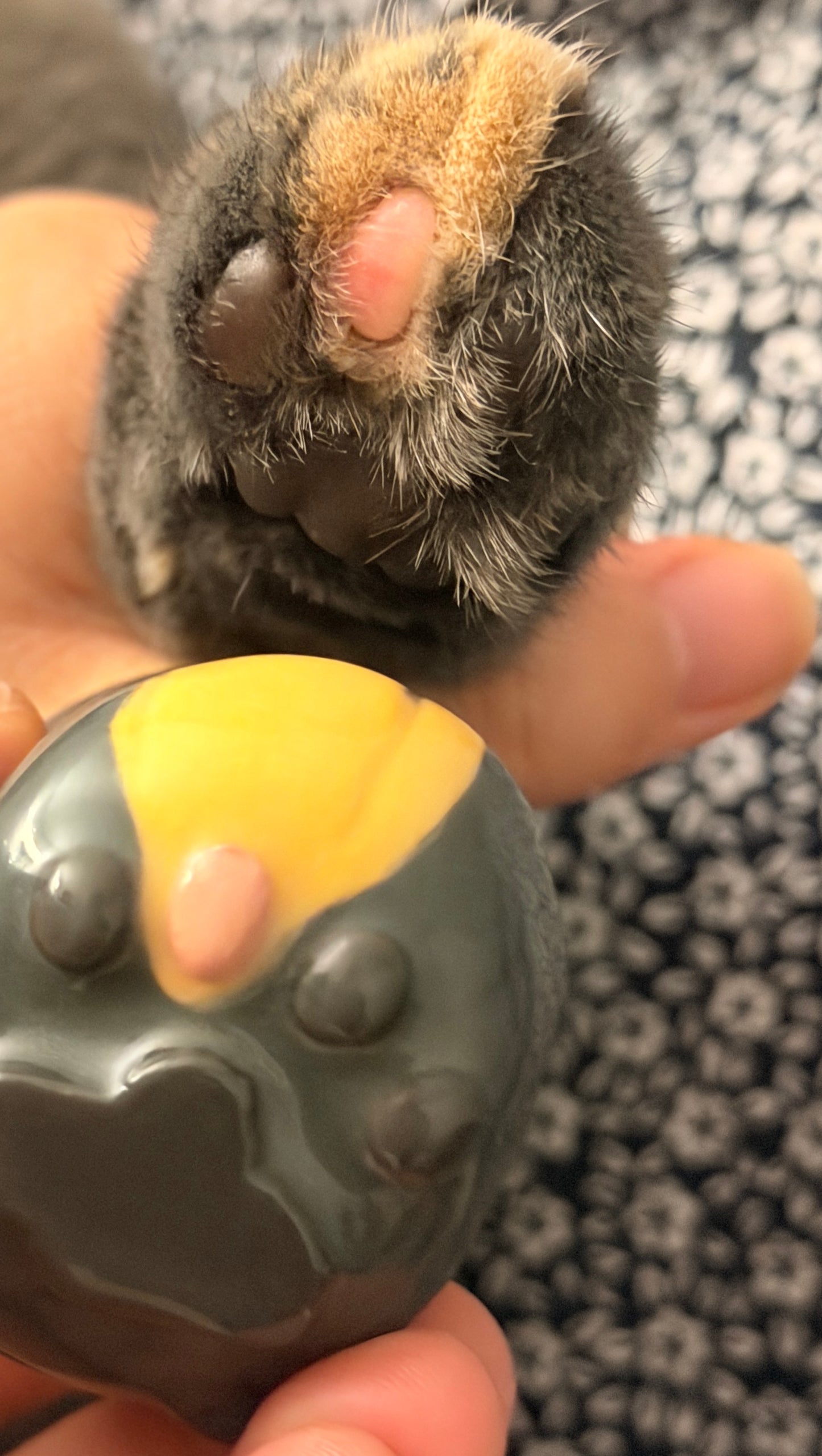 Purrsonal Customizations [PLEASE READ CAREFULLY]