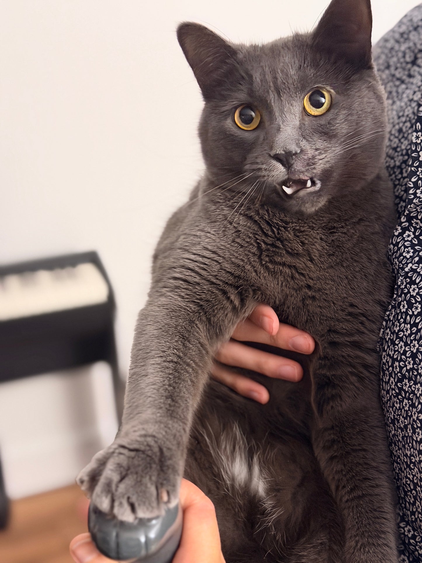 Purrsonal Customizations [PLEASE READ CAREFULLY]